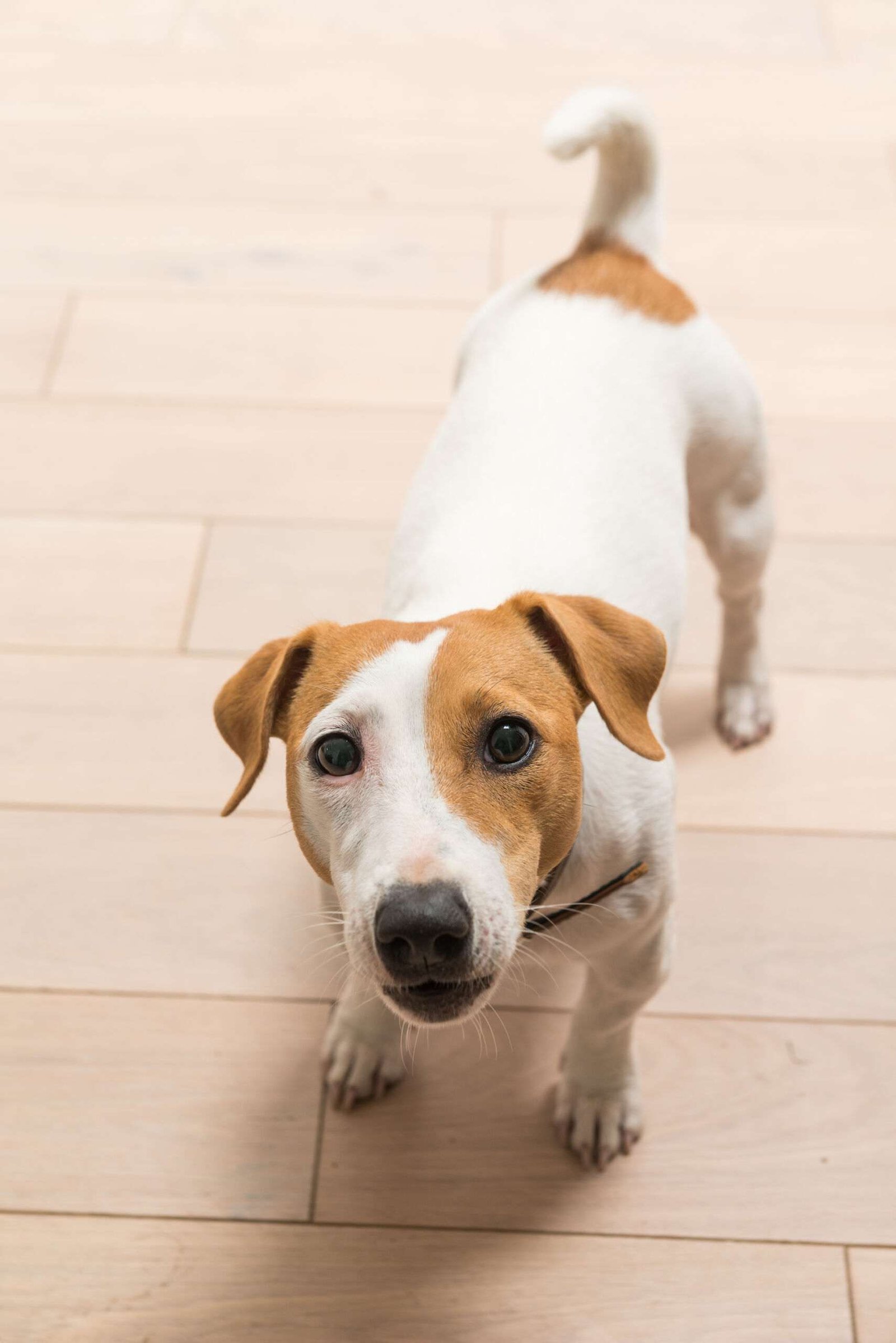 Scratch Resistant Flooring